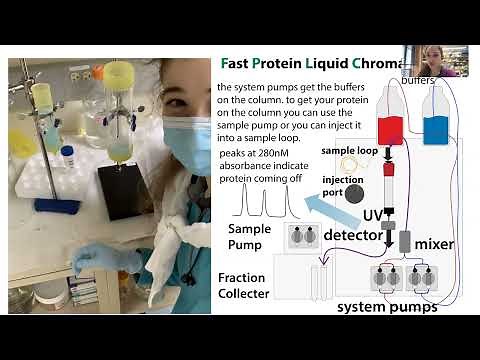 Protein chromatography - types, tips, & example workflow for protein purification
