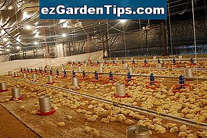 Definición de un integrador avícola 🌱 Tips Jardineros - Es.ezGardenTips.com