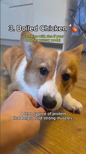 5 human foods to feed your dog 🐶