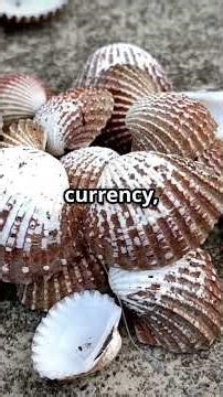 The Secret Life of Sea Shells Nature's