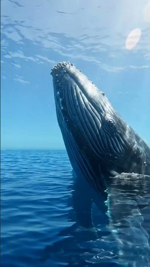 Blue Whale in the Open Ocean 🐋 | The Largest Animal on Earth