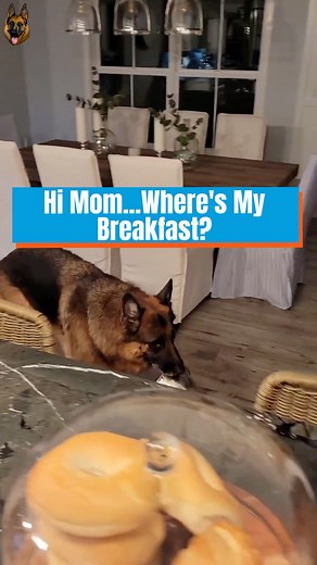 "Yes, Hi mom, where's my breakfast?" Why is life just better with a German Shepherd, you ask? Well, let me count the ways... 🤔 #reels #gsdlife #germanshepherdlife #gsdlove #germanshepherdlove #gsdfamily #germanshepherdfamily | German Shepherds Forever