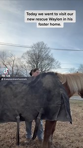 24K reactions · 600 shares | We know it is hard to watch the condition that Waylon is currently in, but we believe it is important that he been seen and his story be told after a lifetime of neglect. Waylon’s story is sadly not unique, and he is one of the lucky ones to fond a soft place to land and a chance to recover. We will keep everyone updated on his journey, this is just the beginning. #waywardwaylon #waywardranch #horserescue | Wayward Ranch Animal Sanctuary | Facebook