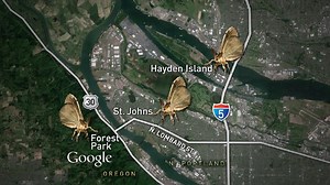 Portland to spray for gypsy moths