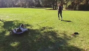 102 reactions · 4 comments | Woop!  Check out this #GAMECHANGER! Turning struggles into strengths by playing GAMES! What ever your struggle....THERE REALLY IS A GAME FOR THAT!  | absoluteDOGS | Facebook