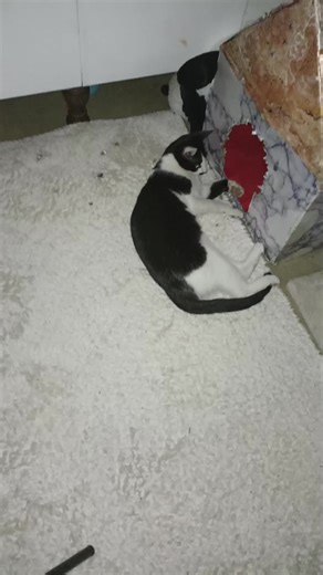 Vidéos de Daphne (@daphnefamily) avec ふしぎな森のティーパーティー - My Comfy Tale