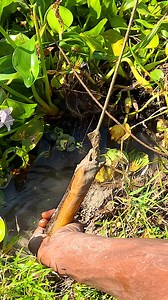 Eel Fishing Technique From Deep Hole #fisherman #fishing #fishinglife #fish #village | JP Fishing