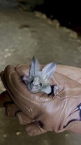 Actual footage of me getting hit by the news cycle. 🦇heart-nosed bat 📷Kathryn Slater | Bat Conservation International