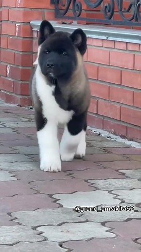 American Akita Puppy From Russia