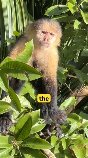 Why female capuchins are so easy to spot in the wild #animalfacts #wildlife
