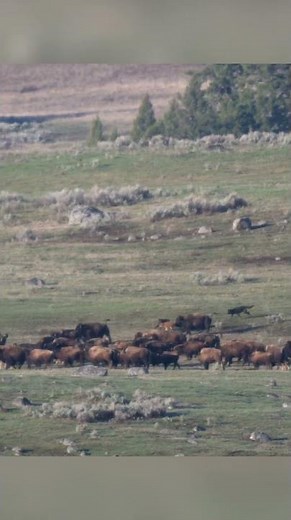 Wolves Hunting Bison!
