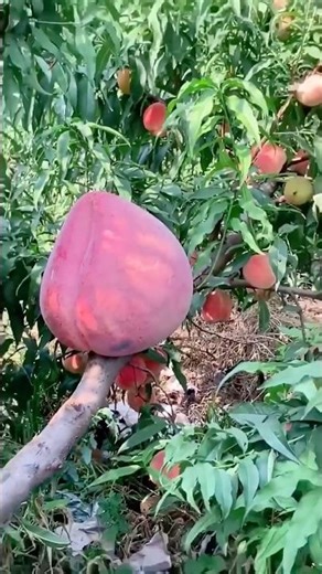 Peach Pruning Technique for High Yields #farmingtech @HappyFarm85