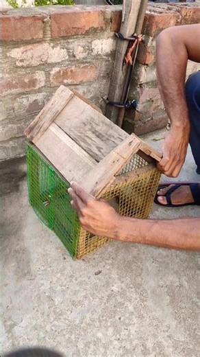 👷👍 Working Pigeon Cage Wood Set Setting Idia #pigeonlover #kalapati #pet #working #shorts #2026