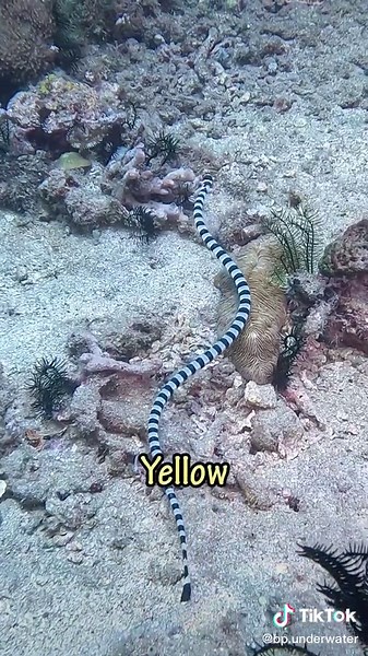 Venomous Sea Snakes in the Philippines