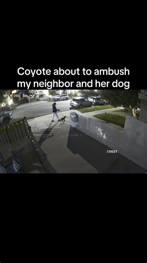 Coyote Encounter in Redondo Beach: Stay Alert!