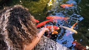 This exotic fish is trapped in a city pond and it is massive