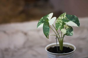 How To Take Care Of Alocasia Odora Variegata: Complete Care Guide