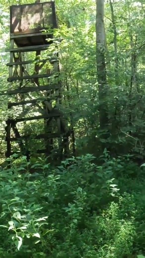 Despite the overgrown brush the old box stand is still standing! #deerhunting #jesus #deerstand