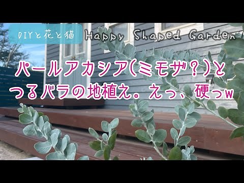 パールアカシアとつるバラの地植え作業に挑戦！ガーデニング日記・園芸・田舎暮らし・田舎リゾート