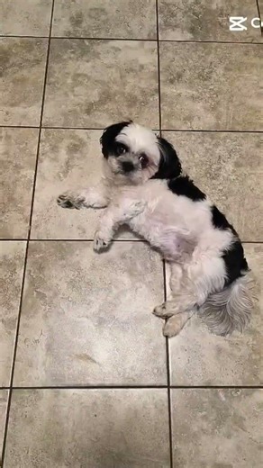 guyss use my sound and tag me Suscribe!!!!#shihtzu #trending #pets #fyp #suscribe