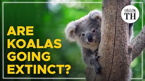 On 11th February 2022, the Australian government declared the koala an ‘endangered’ species. The ‘endangered’ status is one of the highest levels of mortality for a species, and is just below critically endangered and extinct. Earlier, the koala had been recognised as a ‘vulnerable’ species. The decline in its numbers is due to land clearing and bushfires, which have been shrinking the koalas’ habitat. | The Hindu