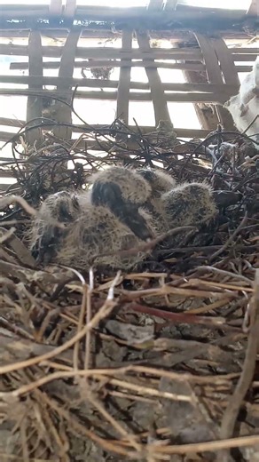 Two Baby Squabs in Nest 🐦❤️ | Pure Life Beginning Moment Day two