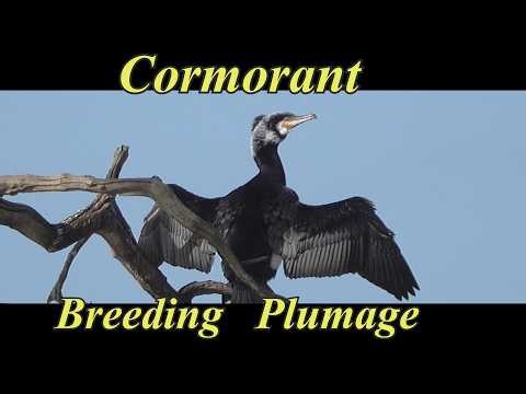 Cormorant in Breeding Plumage