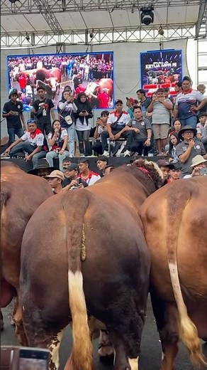 Sapi 1,3 ton berkumpul