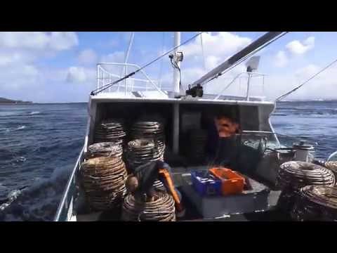 CRAYFISHING ON THE WESTCOAST OF TASMANIA. NEW SHELLERS 2019.