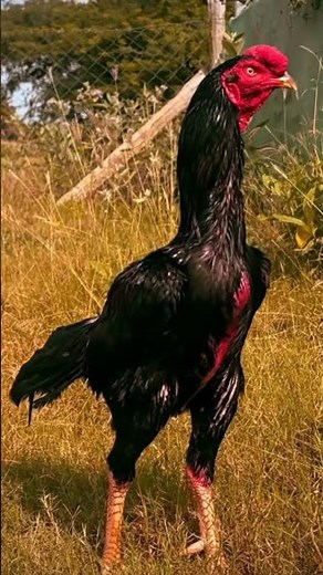 Aseel ❤️ #firstvideo #firstvlog