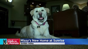 119K views · 2.9K reactions | ""The first time she came, she put her head right in a resident’s lap who was in a wheelchair and that was it, our hearts melted. We fell in love with our little polar bear, as we like to call her." Missy lives at Sunrise Senior Living in Golden Valley, after she was found in a ditch and brought back to health by the Animal Humane Society. | WCCO & CBS News Minnesota | Facebook