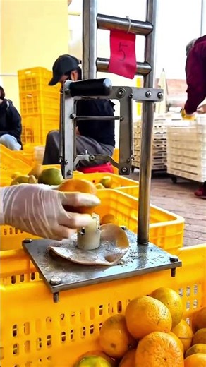 Next-Level Orange Picking Process #shorts