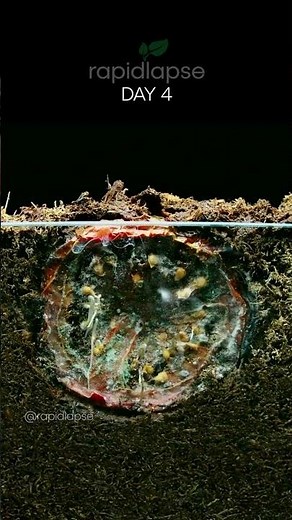 Amazing Time-Lapse: From Tomato Seed to Seedling!