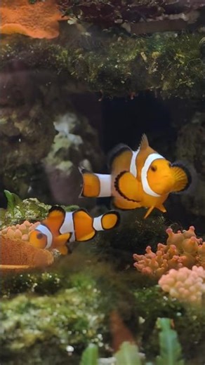 you won't expect nemo to be this funny😆🐠#shorts #nemo