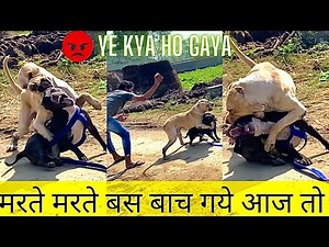 Pitbull Dog vs Pakistani Bully Dog .