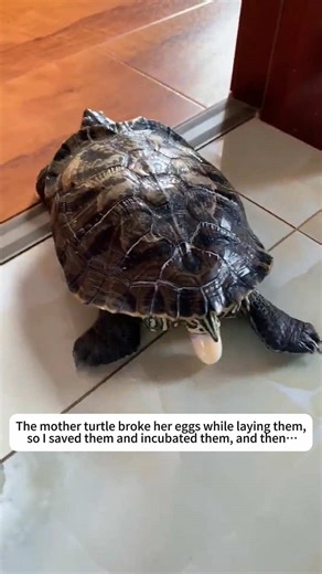 Rescuing Broken Turtle Eggs: A Mother Turtle's Story