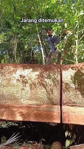 pembelahan kayu raksasa #automobile #chainsaw #wheelsaw #bridgesaw #sawblade #logging #woodworking