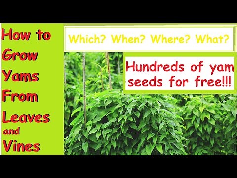 How to Grow Yams From Leaves and Vines . Which, When, Where and What?