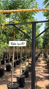🌳 شجرة الكاسيا جلوكا (Cassia glauca) تُعد شجرة الكاسيا جلوكا من الأشجار المذهلة التي تستحق الاهتمام في مشاريع التشجير الكبرى والمناظر الطبيعية الخاصة، لجمال أزهارها وقدرتها العالية على التكيف. 📝 الأسماء والتصنيف العلمي * الاسم العلمي: يُطلق عليها بشكل شائع Cassia glauca، ولكن الاسم العلمي المقبول حالياً في التصنيف النباتي هو Senna surattensis، وهي تتبع العائلة البقولية (Fabaceae). * الأسماء المعروفة (الشائعة): تُعرف بـ كاسيا جلوكا، سينا الهند الشرقية (East Indian Senna)، شجرة الشمعدان (أحياناً