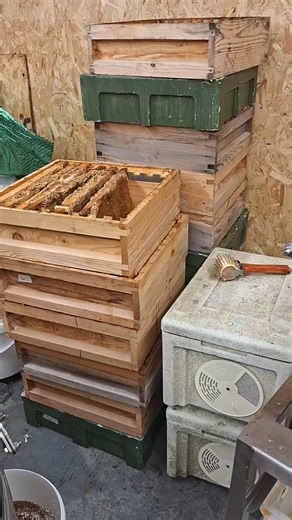 73 reactions · 6 comments | 16 supers of heather honey aggitated and spun in 3 hours by Lewis and Stephen. The finest Scottish Ho ey from within a few hundred yards of Loch Ness. Next year the area that produced this honey will be a new site for us. Still a few teething problems to work around but doubling the size of the honey house has been a huge bonus. #lochness #honey #bfa | Loch Ness Honey Company | Facebook