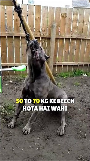 KANGAL VS CANE CORSO dog Real Fight | Cane Corso vs Kangal dog fight who would win? #dogbreed