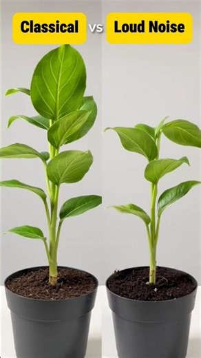 Sound waves may influence plant cells and growth patterns 🌱 #science #botany #plant #youtubeshorts