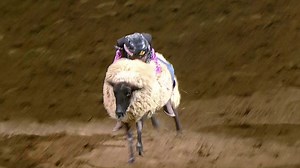 13K views · 224 reactions | Looks like Miss Riley knows what it takes to have a perfect ride! Think you do too? Registration for Mutton Bustin' inside the AT&T Center is now open at https://www.sarodeo.com/attractions/mutton-bustin-registration | San Antonio Stock Show & Rodeo | Facebook