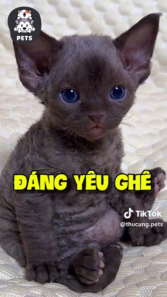 Màn kết hợp giữa mèo không lông và mèo lông dài 😍 #shorts #pets