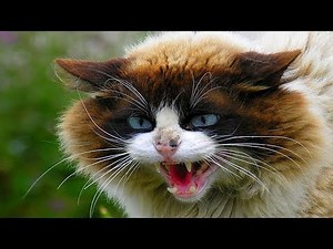 ANGRY CATS HISS AND GROWL! Compilation