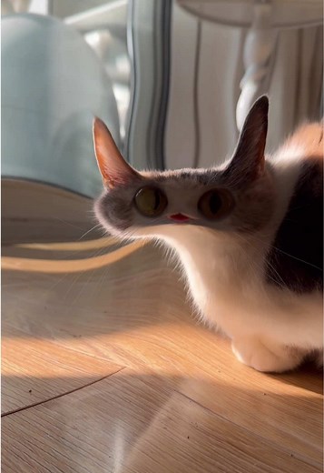 Adorable Meep Cat Moments You Can't Miss