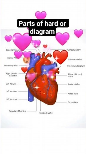 Human Heart Diagram Explained | Parts of Heart with Labels | Easy Biology & Science