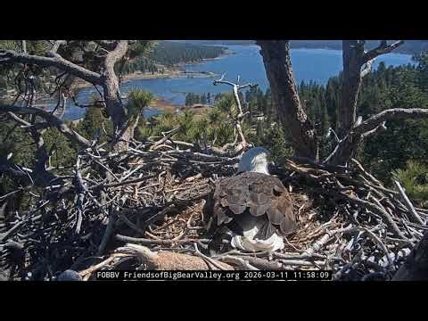 Big Bear Bald Eagle 11.03.2026 11:51