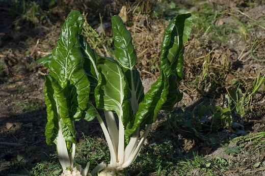 Las acelgas, sus propiedades y cómo disfrutarlas con estas recetas de temporada
