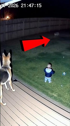 Dog Save Toddler From Dangerous Coyote attack | Backyard CCTV